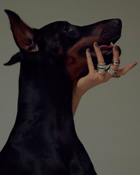 LIFE ON SUNDAYS Doberman Aesthetic, Doberman, A Woman, On Instagram, Instagram, Black