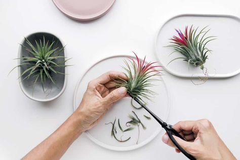 Plants 101, Plant Holder Diy, Types Of Air Plants, Air Plants Diy, Water Plants Indoor, Air Plant Garden, Air Plants Decor, Air Plants Care, Air Plant Display