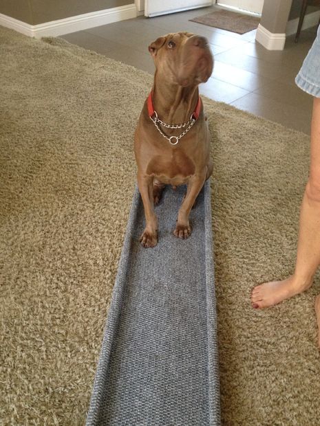 Inexpensive Doggie Ramp Dachshund Stairs, Diy Dog Ramp, Dog Ramp For Stairs, Dog Ramp Diy, Dog Ramp For Car, Dog Ramp For Bed, Blind Dog, Pet Ramp, Dog Stairs