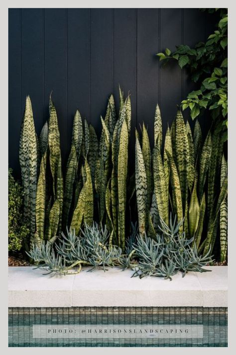 Snake plants outside by pool Arid Garden, Plants Around Pool, Urban Greenery, Plants Outside, Chalk Sticks, Outdoor Styling, Front Stairs, Pool Cabanas, Snake Plants