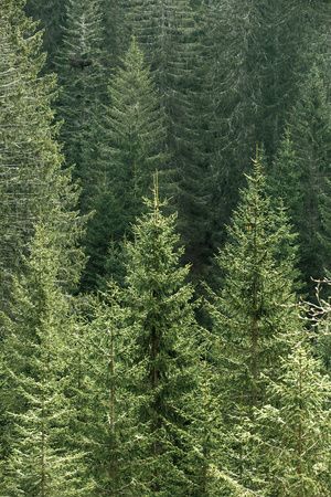 Fir Trees Aesthetic, Trees Aesthetic, Coniferous Forest, Trees Art, Boreal Forest, Fir Trees, Evergreen Trees, Tree Forest, Buy 1 Get 1 Free