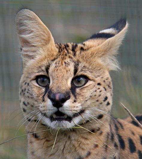 Serval Biting People, Cats That Dont Shed, Serval Cat, Mixed Animals, Small Wild Cats, Serval Cats, Cat In Heat, Cat Brain, Cat Biting