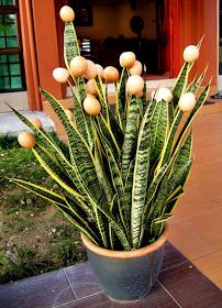 OF MICE AND raMEN: W/W - Mother-in-law's Tongue Mother In Law Plant, In Law House, Mother In Law Tongue, Weird Plants, Plant Lighting, House Plant, All About Plants, Plant Pots, Mother In Law