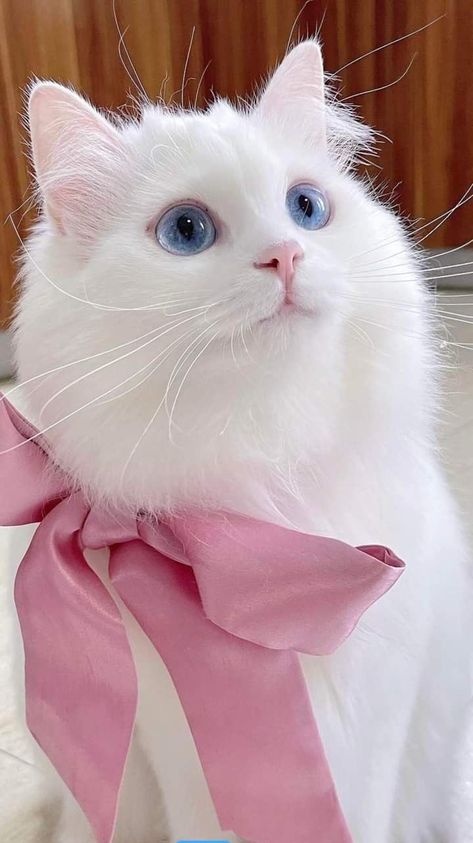 Cats In Clothes, Cat With Bow, Cat Collage, Cat With Blue Eyes, White Cats, Cat Aesthetic, Pink Cat, Cat Wallpaper, Blue Cats