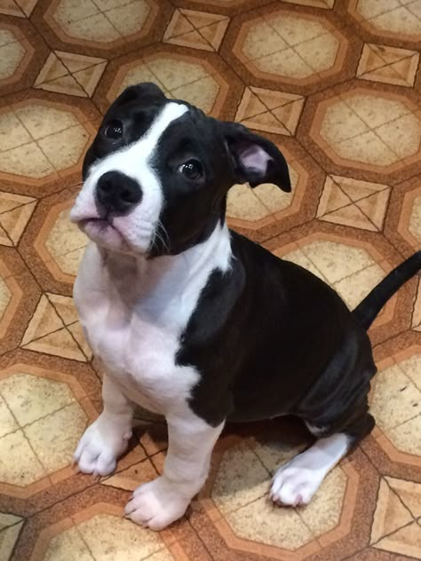 Black And White Pitbull Puppy, Pitbulls Black And White, Pitbull Black And White, White Pitbull Puppies, Black And White Pitbull, Pfp Dog, Staffy Pups, Amstaff Puppy, Pug Mom