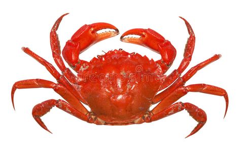 Red crab. Isolated on white background , #affiliate, #crab, #Red, #Isolated, #background, #white #ad Rock Crab, Crab Watercolor, Crab Tattoo, Crab Shells, Sea Crab, Dungeness Crab, King Crab, Blue Crab, Hermit Crab