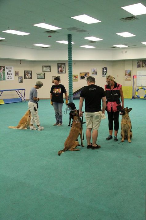 Dog Training Classes and Group Training Sessions Dog Training Pictures, Dog Trainer Aesthetic, Dog Training Aesthetic, Training Aesthetic, Aesthetic Training, Therapy Dog Training, German Shepherd Training, Service Dog Training, Competition Prep