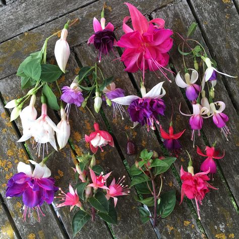 Fuschia Flower, Mr Plant, Fuchsia Plant, Trailing Flowers, Luxury Flower Bouquets, Fuchsia Flowers, Container Gardening Flowers, Shade Flowers, Garden Compost