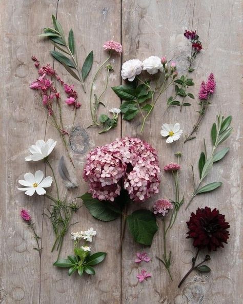 Floral Flatlay, Julia Smith, Ivy House, Vintage Blog, Flower Guide, Flat Lay Photography, Botanical Beauty, Pretty House, Beautiful Blooms