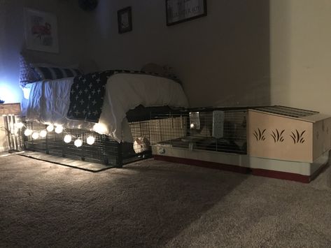 Bunny cage extension under platform bed! Bunny Cages For Small Rooms, Garage Bunny Setup, Bedroom With Bunny Cage, Rabbit Setup, Bunny Set Up Indoor Apartment, Bunny Bedroom, Bunny Cage Ideas, Bunny Cage Setup, Cute Bunny Cage Ideas