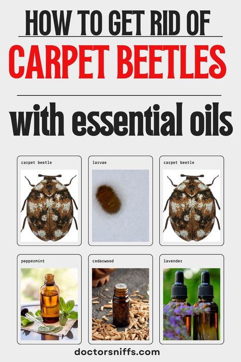 photos of carpet beetles with 3 essential oils How to get rid of carpet beetles with essential oils Carpet Beetles How To Get Rid Of, Bed Bugs Essential Oils, Carpet Bugs, Bed Bug Remedies, Carpet Beetles, Bug Killer, Cedarwood Oil, Peppermint Oil, Diy Carpet