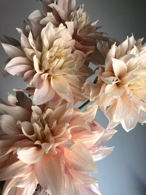 Cream Dahlia Bouquet, White Dahlias Wedding, Dahlias Cafe Au Lait, Dahlia Cafe Au Lait Bouquet, Dahlia Flower Cafe Au Lait, Cafe Au Lait Dahlias Wedding, Cafe Au Lait Dahlias Bouquet, Dinner Plate Dahlias, Cafe Au Lait Dahlia Bouquet