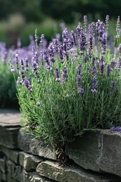 Lavender (Lavandula spp.) growing near a stone wall. Lavender Plant Garden, Lavender Truffles, Lavender Photography, Aloe Barbadensis Miller, Growing Lavender, Planting Design, Garden Inspo, Lavender Garden, Echinacea Purpurea