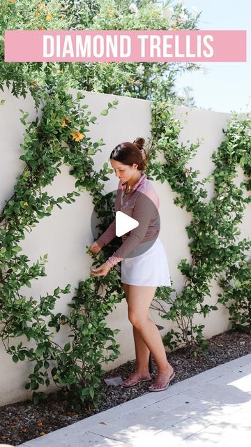 Brittany | Home Decor & Style on Instagram: "HOW TO INSTALL A DIAMOND TRELLIS  I get asked often how we installed our star Jasmine in a diamond shape so I’m reposting this from last year! Hope it helps and happy gardening! 🪴 FYI - in this video it’s a bit tangled due to having to remove it for paint but within a few weeks, it looks much more lush and green   1) MEASURE: You’ll need to know how wide & tall your wall is. For reference, ours is 42’ wide and 6’ tall  2) EYE SCREWS: install eye screws at every bottom, top, and cross point of the diamond. Each bottom point of our diamonds are 3.5’ apart. We have 11 diamonds total.  3) VINE WIRE: get a sturdy vine wire and thread it through the eyescrews. We cut and used about 7.5 length pieces.  PLANT: install a vine about 10” away from your wa Trellis On Wall Ideas, Trellis On Retaining Wall, Trellis By Pool, Jasmine Vine Trellis, Star Jasmine Trellis Ideas, Jasmine Trellis, Jasmine Trellis Wall, Star Jasmine On Trellis, Jasmine Lattice Wall