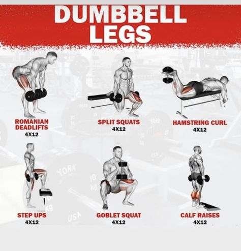 Dumbbell Glute, Leg Workouts For Men, Dumbbell Leg Workout, Workout Gym Routine, Leg Workouts Gym, Dumbbell Exercises, Workout Program Gym, Work Out Routines Gym, Gym Workout Planner