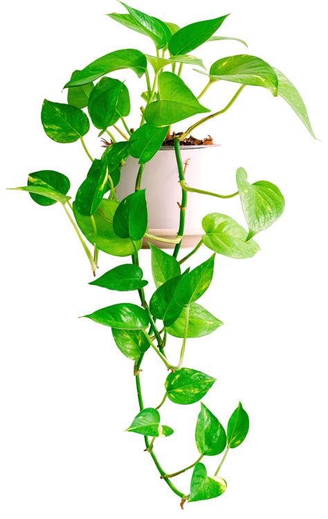 Elevate your home with the vibrant beauty of our Golden Pothos live plant. Its cascading vines and lush green leaves add a touch of natural elegance to any room. Bring joy and vitality to your space with this timeless botanical treasure. Pothos Indoor, Cascading Plants, Pothos Vine, Golden Pothos, Flower Drawing Tutorials, Pothos Plant, Drawing Tutorials, Flower Images, Lush Green