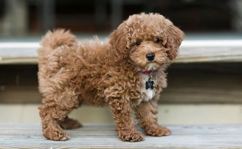 Bichon Poodle: Why You Should Own This Curly-Haired Teddy – All Things Dogs Poochon Dog, Poodle Cross Breeds, Bichon Poodle Mix, Toy Poodle Dog, Bichon Poodle, Teacup Poodle Puppies, Small Poodle, Teacup Poodle, Poodle Puppy Standard