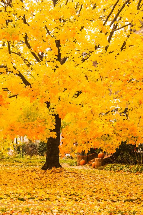 Leaves On The Ground, Yellow Aesthetic Pastel, Yellow Tree, Late Autumn, Image Nature, Autumn Scenes, Autumn Scenery, Yellow Aesthetic, Fall Pictures