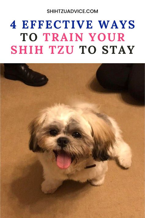 Training your Shih Tzu to stay is a fundamental aspect of obedience training that promotes safety and enhances communication between you and Shih Tzu, Shih Tzu Training, Obedience Training, Communication, Train