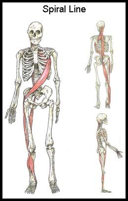 Scoliosis | Rolfing in Comox Dr Giovanni, Anatomy Trains, Structural Integration, Psoas Release, Yoga Anatomy, Muscle Anatomy, Human Skeleton, Myofascial Release, Therapeutic Massage