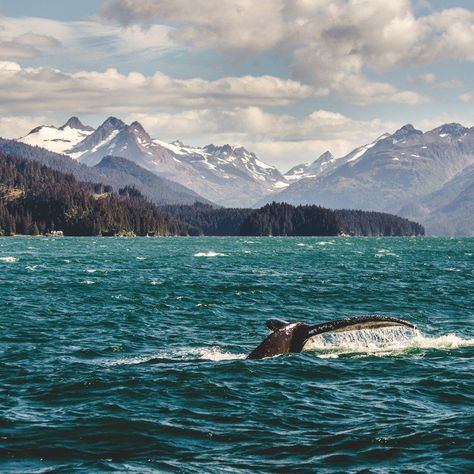 The Best Things To Do In Homer, Alaska: Plus, Where To Eat And Stay - TravelAwaits Homer Alaska, Alaska Vacation, Alaska Travel, Humpback Whale, Beautiful Places In The World, Go Camping, Most Beautiful Places, Holiday Ideas, State Parks