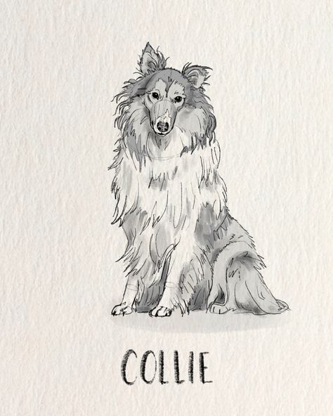 Illustration of dogs Sketches Dog, Collie Illustration, Dog Sketches, Cute Sketch, Animal Studies, Dog Sketch, Cute Sketches, Animal Study, Drawing Studies