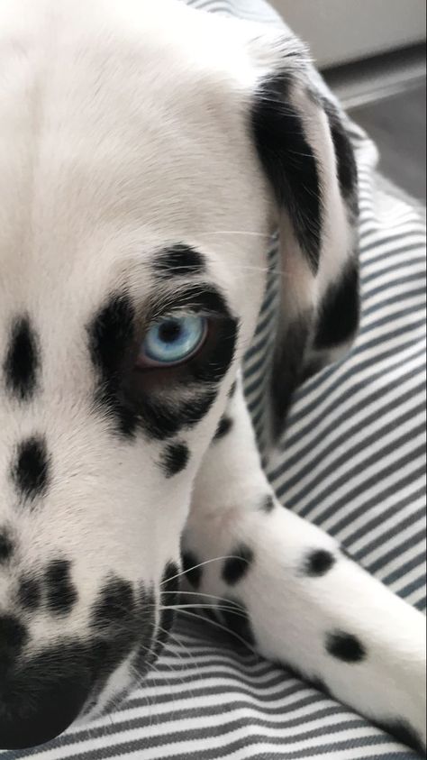 Dalmatian With Blue Eyes, Dalmatian Blue Eyes, Dalmatian Wallpaper, Blue Eyed Dog, Dog Training Hand Signals, Australian Shepherd Puppies, Fluffy Puppies, Dalmatian Puppy, Pointer Dog