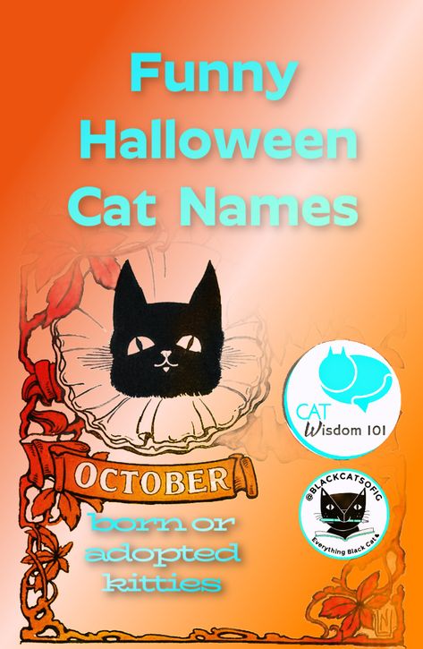 Dracula Actor, Halloween Names For Cats, Names Cat, Halloween Ball, Cat Puns, Black Cat Lover, Halloween Cats, Puns Jokes, Stand Up Comedians