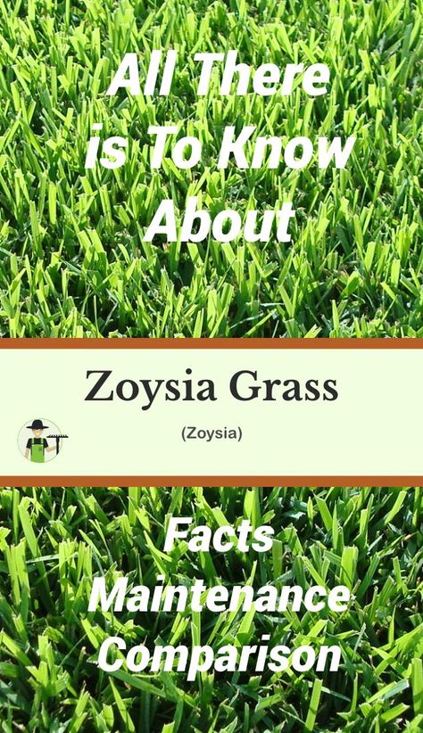 Zoysia Grass Care, Zoysia Grass Seed, Zoysia Sod, Dirt Therapy, Zoysia Grass, Bermuda Grass, Growing Grass, Diy Lawn, Lawn Sprinklers