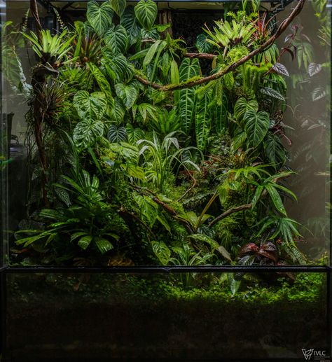 Big Terrarium, Jungle Terrarium, Dart Frog Tank, Snake Tanks, Crested Gecko Vivarium, Chameleon Terrarium, Dart Frog Terrarium, Gecko Vivarium, Bioactive Vivarium