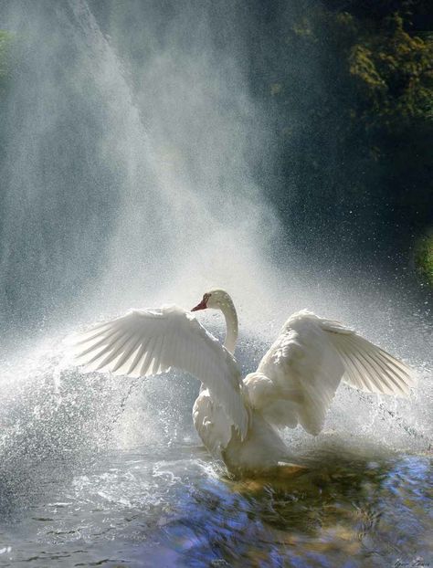 intomymindseye: “ (via Pin by Carmen Hansen Schwitzer on Swans | Pinterest) ” Selena Core Aesthetic, Odile Aesthetic, Dark Swan Aesthetic, Dark Ethereal Aesthetic, Beautiful Swan, Water Mist, White Swan, Colorful Birds, Swans