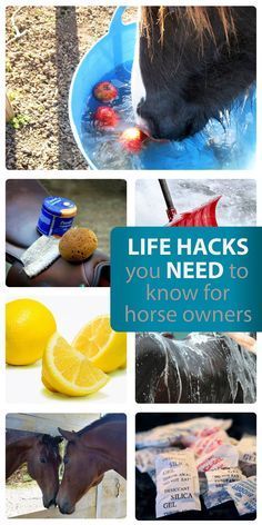 Dollar Store Horse Hacks, Horse Farm Hacks, Horse Hacks Diy Ideas, Horse Desensitizing Ideas, Diy Horse Stuff, Horse Hacks, Horse Farm Ideas, Diy Horse Barn, Horse Behavior