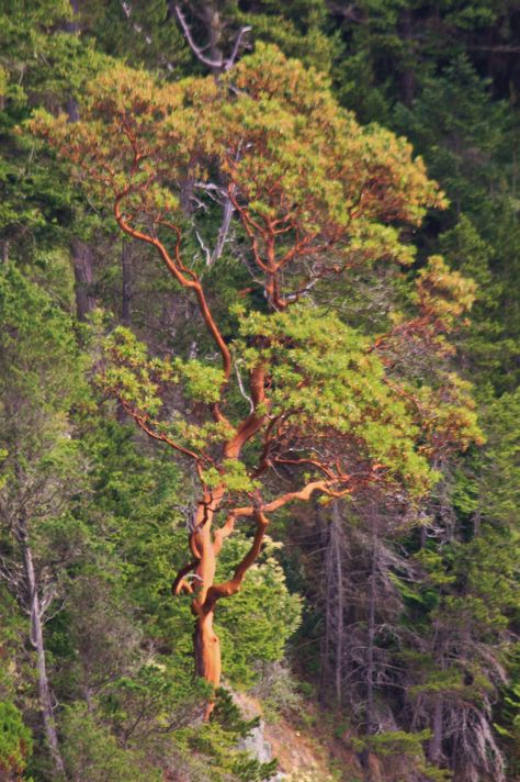 madrona trees grow only within one mile of salt water Madrone Tree Tattoo, Madrona Tree Tattoo, Neuron Tattoo, Madrona Tree, Jungle Julia, Madrone Tree, Tree Leaf Identification, Arbutus Tree, Coastal Plants