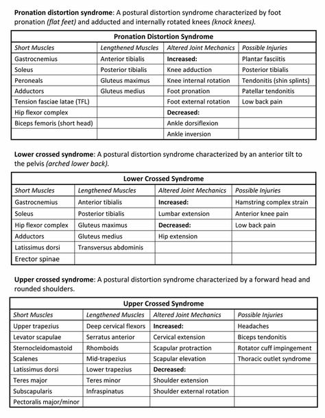 Ace Study, Ace Fitness, Human Muscle Anatomy, Straight Leg Raise, Nasm Cpt, Body Action, Basic Anatomy And Physiology, Fitness Facts, Pelvic Tilt