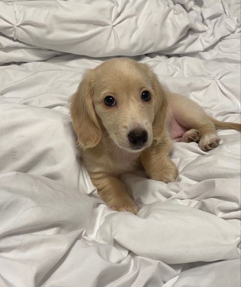 Mini long haired dachshund, dachshund puppy, english cream Blonde Dashound Puppy, English Cream Dashound, English Cream Mini Dachshund, Mini Long Haired English Cream Dachshund, Long Haired English Cream Dachshund, English Cream Long Haired Dachshund, Creme Dachshund, Long Haired Miniature English Cream Dachshund, Mini Cream Dachshund