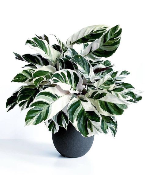 Calathea White Fusion, Cat Friendly Plants, Anthurium Plant, Plant Goals, Calathea Plant, Prayer Plant, House Plants Decor, House Plant Care, House Plants Indoor