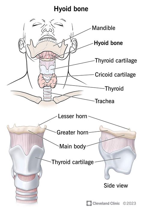 Hyoid Bone, Throat Pain, Radiation Exposure, Wait What, Cleveland Clinic, Shortness Of Breath, Body Systems, Neck Pain, Anatomy