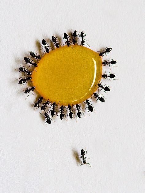 I Couldn't Drink Another Drop / nick.lagos ants feeding on some honey Foto Macro, Ant Killer, Lemon Demon, 4 Tattoo, Arachnids, Cotton Ball, Mellow Yellow, Macro Photography, A Group