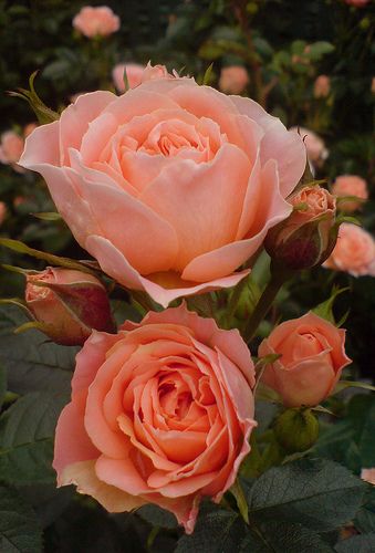 I really need to plant more of this color...(photo credit dianne murphy-Rodgers) Rose Belle, Peach Rose, Coming Up Roses, Purple Home, Colorful Roses, Peach Roses, Love Rose, Beautiful Blooms, Love Flowers