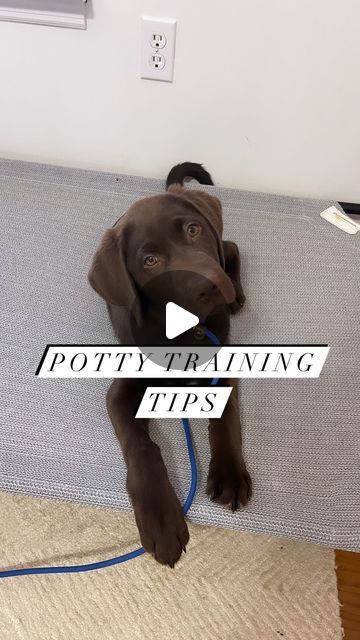 Lexi | K9 Summit Training on Instagram How To Potty Train A Puppy, Indoor Dog Potty Diy, Dog Potty Diy, Potty Training Puppy Apartment, Indoor Dog Potty, Puppy Potty Training, Dog Toilet, Dog Potty, Potty Training Puppy