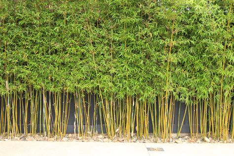 Bamboo Trees For Privacy, Bamboo Walls Outdoor, Bamboo Wall Garden, Gracilis Bamboo, Bamboo Screening Plants, Bamboo Backyard, Bamboo Screen Garden, Garden Remodel, Privacy Garden