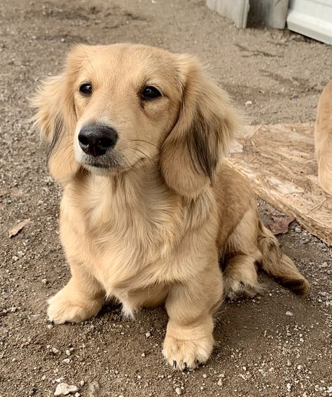 Merle Long Haired Dachshund, Fluffy Duchound, Golden Dox Dog, Golden Weenie Dog, Long Hair Wiener Dog, Long Hair Golden Daschund, Long Hair Weiner Dog, Golden Doxies, Long Hair Daushaund