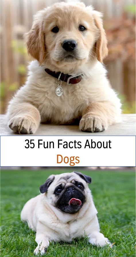 Over 35 amazing facts about dogs including 10 amazing facts about dogs especially for kids, plus learn more about where they live, what they eat, what they do, and so much more! #funfacts #dogs Dogs For Kids, Great Dane Names, Fun Facts About Dogs, Facts About Dogs, 10 Amazing Facts, Tallest Dog, Dog Anatomy, What Dogs, Dog Facts