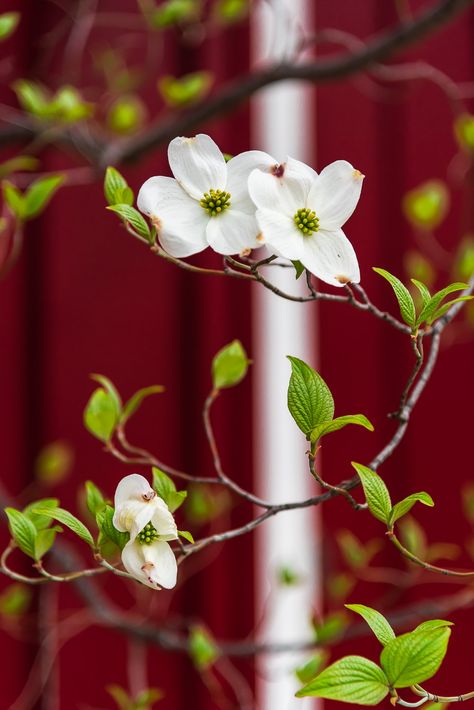 Dogwoods | Dogwood tree blooming | Ken Yaecker | Flickr Dogwood Flower Tattoo, Wildflower Tattoos, Pacific Dogwood, Flower References, Flower Reference, Bedroom Mural, Dogwood Blooms, Crow Painting, Dogwood Branches