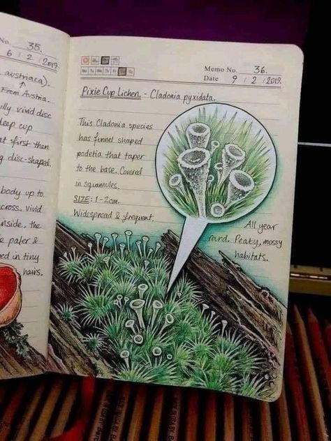 Pixie Cup Lichen, Nature Journal, Copic Markers, Home Studio, Copic, Natural World, Pen And Ink, Markers, Pen