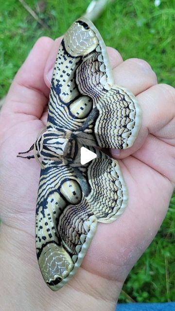 Bart Coppens on Instagram: "Brahmaea hearseyi / Giant tropical owl #brahmaea #hearseyi #giant #tropical #owl #moth #trippy #music" Owl Moth, Giant Moth, Trippy Music, Awesome Owls, Winged Creatures, Nature Wildlife, Wildlife Animals, Life Cycle, Beautiful Butterflies