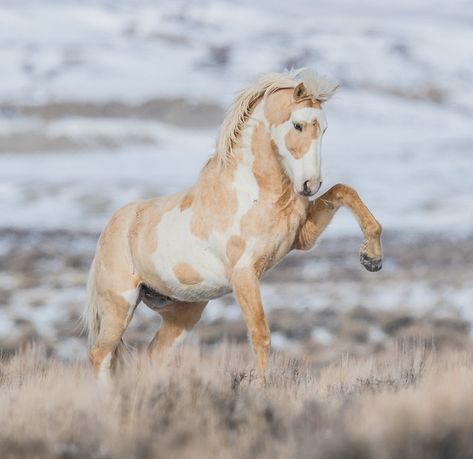 White Horse, Horses, Running, White