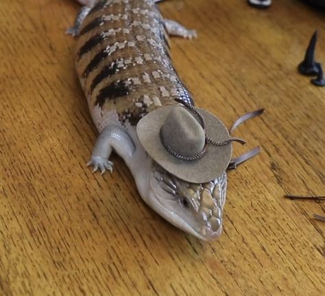 Northern Blue Tongue Skink, Blue Tongue Skink, Reptile Tank, Cowboy Aesthetic, Cute Reptiles, Crested Gecko, Do Cute, Alien Concept Art, Animal Bones