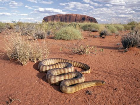 Only In Australia 1 Nature, Ayers Rock Australia, Australian Desert, Snake Wallpaper, Desert Animals, Outback Australia, Australian Wildlife, Australian Animals, Northern Territory