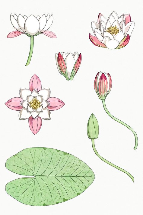 Vintage water lily flower set design element | premium image by rawpixel.com / Donlaya Nature, Lillypads Drawing, Flower Set Design, Lily Flower Drawing, Water Lily Drawing, Flower Art Nouveau, Lotus Artwork, Lotus Flower Drawing, Water Lily Tattoos